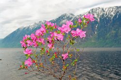 Заметки дендролога » «Поговорим» о рододендроне.