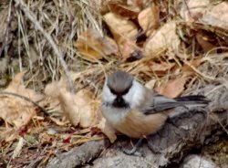 ОРНИТОЛОГИЧЕСКИЕ НОВОСТИ С УЧЕТНОГО МАРШРУТА НА ЯЙЛИНСКОЙ ТЕРРАСЕ И НЕ ТОЛЬКО. Ноябрь 2018