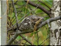 ОРНИТОЛОГИЧЕСКИЕ НОВОСТИ С УЧЕТНОГО МАРШРУТА НА ЯЙЛИНСКОЙ ТЕРРАСЕ И НЕ ТОЛЬКО. Выпуск №12