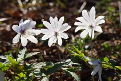 Сегодня в Яйлю состоится традиционный праздник коренных народов Республики Алтай - Jылгаяк