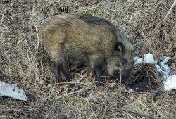Кабаны в селе Яйлю