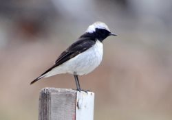 ОРНИТОЛОГИЧЕСКИЕ НОВОСТИ С УЧЕТНОГО МАРШРУТА НА ЯЙЛИНСКОЙ ТЕРРАСЕ И НЕ ТОЛЬКО. Апрель 2023