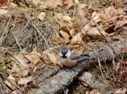 ОРНИТОЛОГИЧЕСКИЕ НОВОСТИ С УЧЕТНОГО МАРШРУТА НА ЯЙЛИНСКОЙ ТЕРРАСЕ И НЕ ТОЛЬКО. Ноябрь 2018