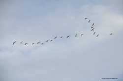 ОРНИТОЛОГИЧЕСКИЕ НОВОСТИ С УЧЕТНОГО МАРШРУТА НА ЯЙЛИНСКОЙ ТЕРРАСЕ И НЕ ТОЛЬКО. Сентябрь 2023