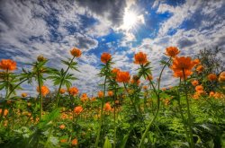 Весенние цветы Алтайского заповедника