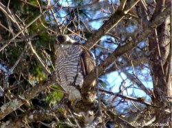 ОРНИТОЛОГИЧЕСКИЕ НОВОСТИ С УЧЕТНОГО МАРШРУТА НА ЯЙЛИНСКОЙ ТЕРРАСЕ И НЕ ТОЛЬКО. Выпуск 12. 2017.