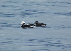 ОРНИТОЛОГИЧЕСКИЕ НОВОСТИ С УЧЕТНОГО МАРШРУТА НА ЯЙЛИНСКОЙ ТЕРРАСЕ И НЕ ТОЛЬКО. Октябрь 2024