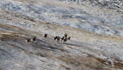 Популяция краснокнижных аргали в Алтае-Саянах выросла почти до 2 тысяч особей