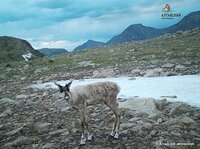 Северные олени снова попали в фотоловушку в Алтайском заповеднике. Завершились очередные полевые работы по изучению этого вида
