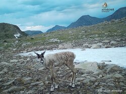Северные олени снова попали в фотоловушку в Алтайском заповеднике. Завершились очередные полевые работы по изучению этого вида