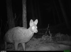 В результате совместных действий Алтайского заповедника и МВД Республики Алтай пресечена незаконная охота на кабаргу
