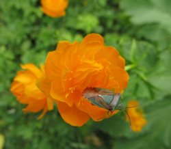 В прителецкой части Алтайского заповедника начался массовый лёт клопа