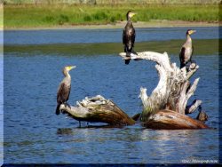ОРНИТОЛОГИЧЕСКИЕ НОВОСТИ С УЧЕТНОГО МАРШРУТА НА ЯЙЛИНСКОЙ ТЕРРАСЕ И НЕ ТОЛЬКО Выпуск №13