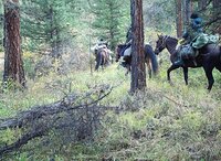Фотоловушки помогли госинспекторам обнаружить участников незаконной охоты