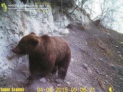 Кадры обитателей Алтайского биосферного заповедника участвуют в конкурсе «ФОТОЛОВУШКА-2015»
