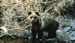 Как медведь выгнал нарушителей заповедного режима