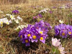  Стартовал межрегиональный фото и видео конкурс "Живая природа Алтая"