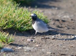 ОРНИТОЛОГИЧЕСКИЕ НОВОСТИ С УЧЕТНОГО МАРШРУТА НА ЯЙЛИНСКОЙ ТЕРРАСЕ И НЕ ТОЛЬКО. Cентябрь 2022