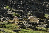 22 мая - международный день биологического разнообразия