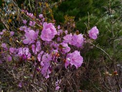Фенологические заметки. Причудливый май
