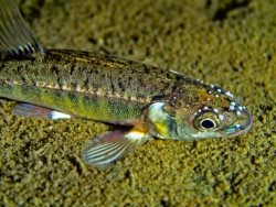 Гольяны в акватории поселка Яйлю