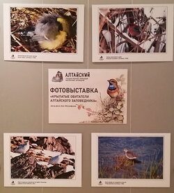 Фотовыставка «Крылатые обитатели Алтайского заповедника» открылась в Национальном музее Республики Алтай