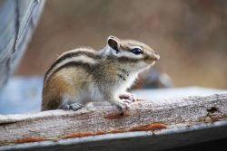 Биоразнообразие Алтайского заповедника. Азиатский бурундук