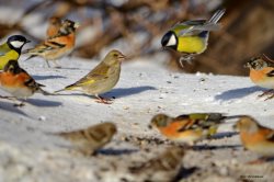 ОРНИТОЛОГИЧЕСКИЕ НОВОСТИ С УЧЕТНОГО МАРШРУТА НА ЯЙЛИНСКОЙ ТЕРРАСЕ И НЕ ТОЛЬКО. Февраль 2020