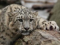 Снежный барс в дикой природе Горного Алтая