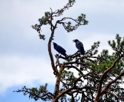 ОРНИТОЛОГИЧЕСКИЕ НОВОСТИ С УЧЕТНОГО МАРШРУТА НА ЯЙЛИНСКОЙ ТЕРРАСЕ И НЕ ТОЛЬКО. Июнь 2024