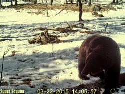 Как просыпаются медведи