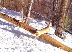 Фотоловушки. Лучшие кадры 2020 года