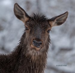 3 марта - Всемирный день дикой природы!