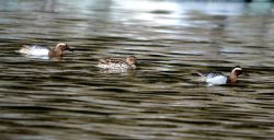 ОРНИТОЛОГИЧЕСКИЕ НОВОСТИ С УЧЕТНОГО МАРШРУТА НА ЯЙЛИНСКОЙ ТЕРРАСЕ И НЕ ТОЛЬКО. Апрель 2020