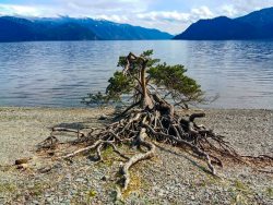 Что можно увидеть под водой в разных местах на Золотом озере. Поклонная сосна