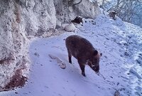 Обитатели Алтайского заповедника поздравляют с Новым 2019 годом!