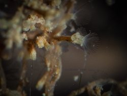 Подводный мир заповедного озера. Фредерицелла султана