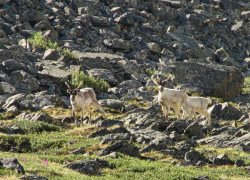 Новогоднее обращение диких обитателей Алтайского заповедника
