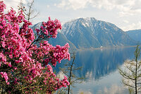 16 April 2012 — the 80th anniversary of the Altaiskiy State Nature Biosphere Reserve 
