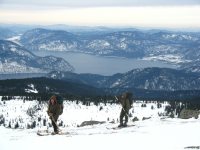 Численность марала в Алтайском заповеднике выросла почти на 20%