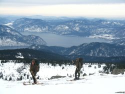 Численность марала в Алтайском заповеднике выросла почти на 20%