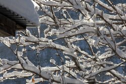 Фенологические итоги первого календарного месяца 2023 года