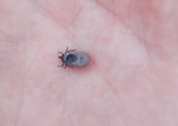 В Алтайском заповеднике встретили первого клеща