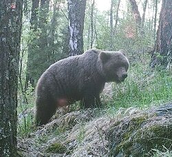 Наблюдения за жизнью медведей и медвежат