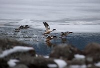 Каким был март 2018 года в Алтайском заповеднике. Кордон Кокши. Фото летопись Сергея Усика 
