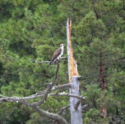 ОРНИТОЛОГИЧЕСКИЕ НОВОСТИ С УЧЕТНОГО МАРШРУТА НА ЯЙЛИНСКОЙ ТЕРРАСЕ И НЕ ТОЛЬКО. Май 2021