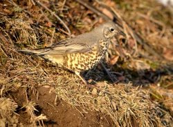 ОРНИТОЛОГИЧЕСКИЕ НОВОСТИ С УЧЕТНОГО МАРШРУТА НА ЯЙЛИНСКОЙ ТЕРРАСЕ И НЕ ТОЛЬКО. Февраль 2023