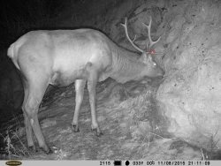 «ЗАМЕТКИ ТЕРИОЛОГА». Хочешь иметь крепкие рога – питайся правильно!