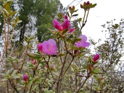 Заметки дендролога. В Алтайском заповеднике начал цвести рододендрон.