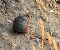 ОРНИТОЛОГИЧЕСКИЕ НОВОСТИ С УЧЕТНОГО МАРШРУТА НА ЯЙЛИНСКОЙ ТЕРРАСЕ И НЕ ТОЛЬКО. Декабрь 2020